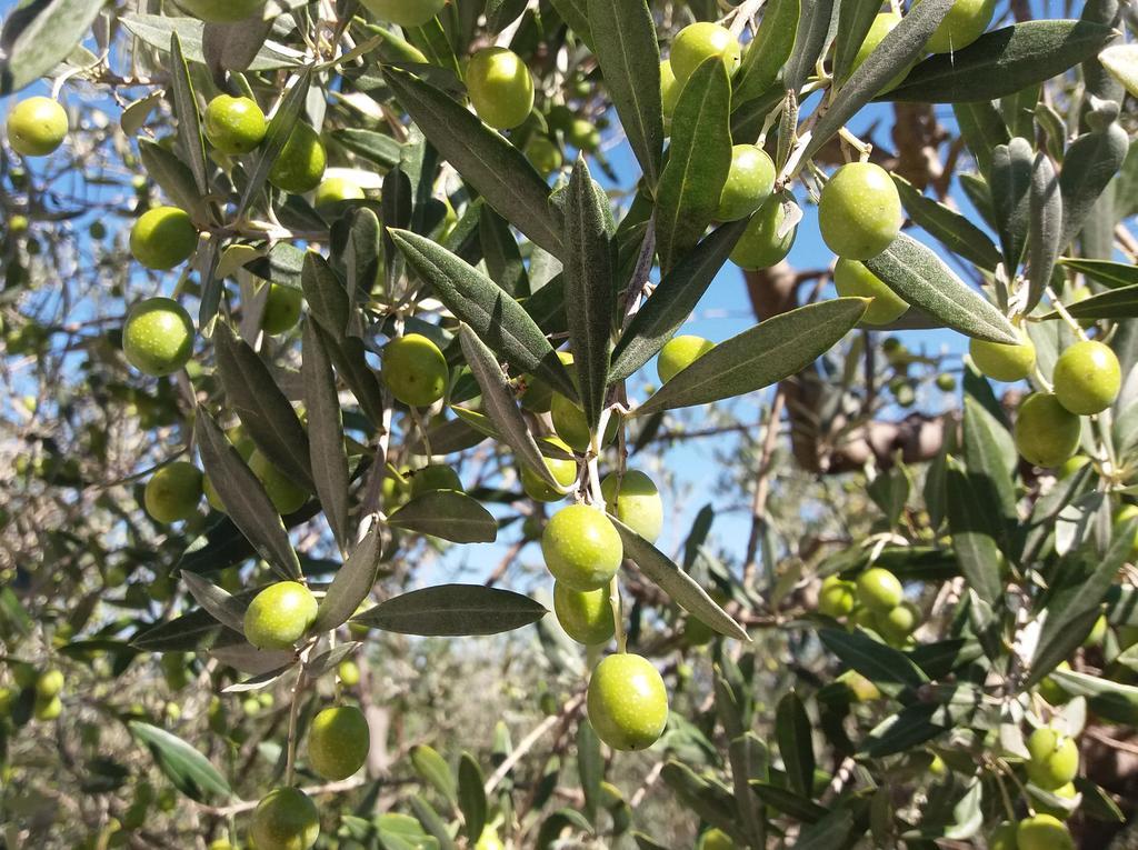 Tenuta Colverano Montefalco Eksteriør bilde