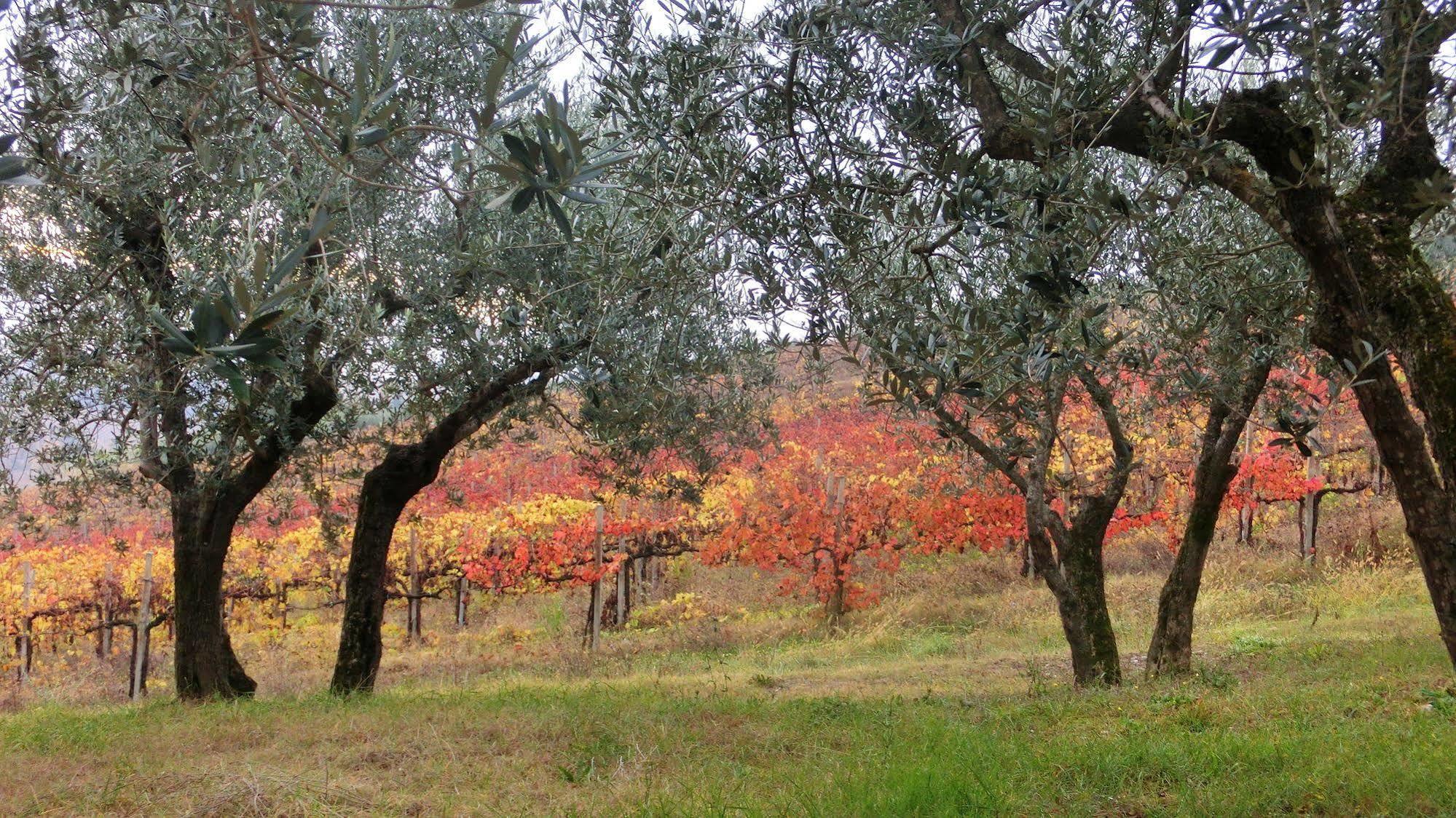 Tenuta Colverano Montefalco Eksteriør bilde